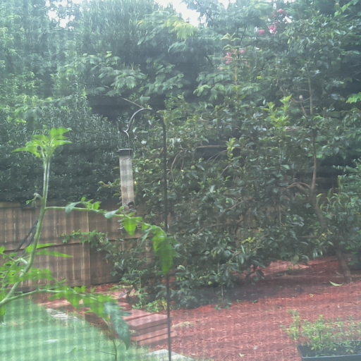 A photograph of a tomato plant blocking the view of the birdfeeder.